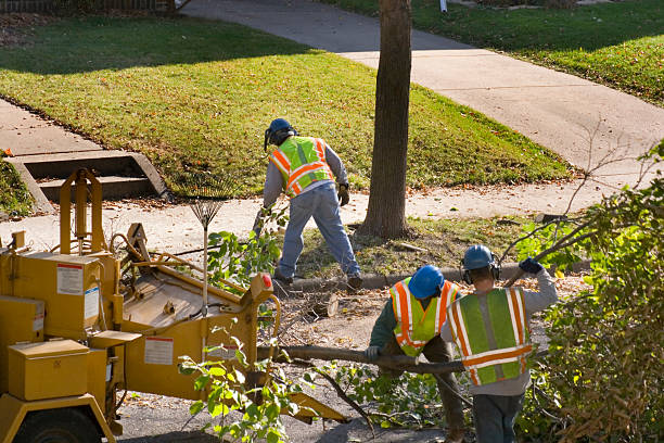 Trusted Paulsboro, NJ Tree Removal and Landscaping Services Experts